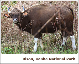 Bison, Kanha National Park