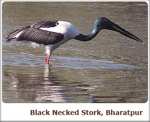 Black Necked Stork, Bharatpur