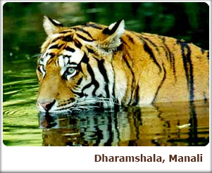Dharamshala, Manali