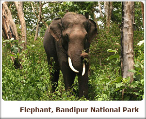 Elephant, Bandipur National Park
