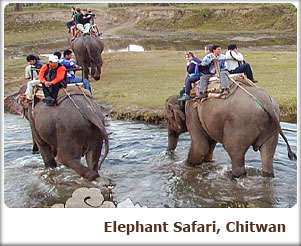 Elephant Safari, Chitwan