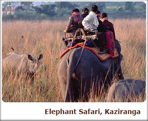 Elephant Safari, Kaziranga