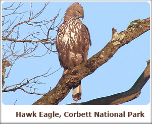 Hawk Eagle, Corbett National Park