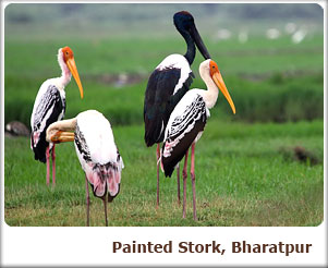 Painted Stork, Bharatpur
