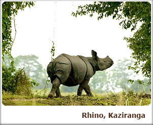Rhino, Kaziranga