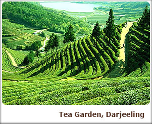 Tea Garden, Darjeeling