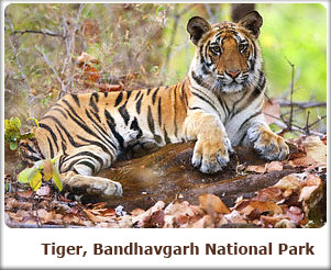 Tiger, Bandhavgarh National Park