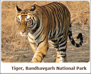 Tiger, Bandhavgarh National Park