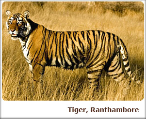 Tiger, Ranthambore