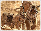 Wildlife Trails of India
