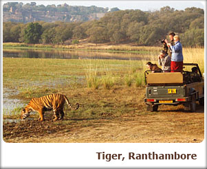 Tiger, Ranthambore