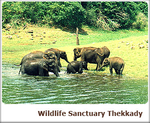 Wildlife Samctuary, Thekkady