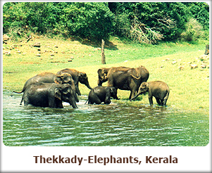 Thekkady Elephants,Kerala