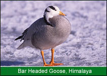 Bar Headed Goose - Himalaya, Birding in India