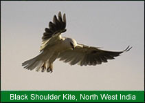 Black Shoulder Kite - North West India, Birding In India