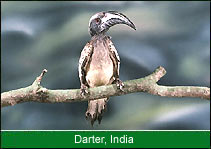 Darter, India Birding