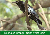 Spangled Drongo - North West India, Birding In India