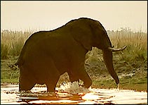 Bandipur National Park Wildlife Vacation