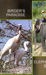 Bird Tour India, India Birding Tour, Bird Watching India, Birding Tour India