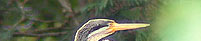 Darter - Bharatpur, Bird Tour India, India Birding Tour, Bird Watching Tour 