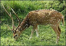 Bandavgarh National Park - Tiger Safari Tour of India