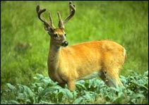Bandipur National park - South India Wildlife & Scenic Tour