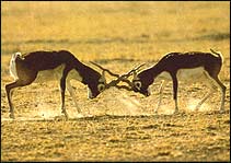 Bandavgarh National Park Vacation
