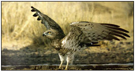 Birding Tour India, Bird Watching India, Indian Bird Tour 