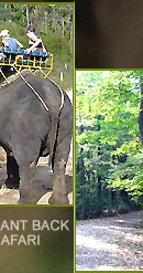 Elephant Safari India, Wildlife Safari India