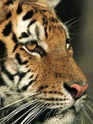 Wildlife India, Wildlife in India, Indian Wildlife Tour