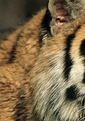 Wildlife India, Wildlife in India, Indian Wildlife Tour