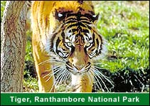 Tiger, Ranthambhore National Park