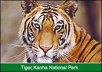 Tiger, Kanha National Park, Kanha Travel Guide