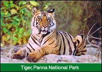 Tiger, Panna National Park, Panna Travel & Tour