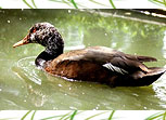 Photographic Safari In India