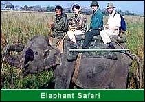 Elephant Safari