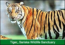 Tiger, Sariska Wildlife Sanctuary, Sariska Travel Agent