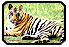 Indian Tiger