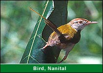 Cranes, Nanital Travel & Tours
