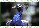 Peafowl