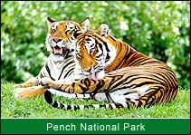 Tiger, Pench National Park, Pench Travel & Tours