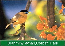 Brahminy Mynas, Corbett National Park