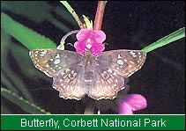 Butterfly, Corbett National Park