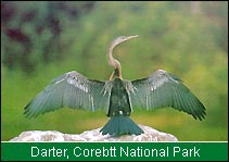 Darter, Corbett National Park