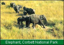 Elephant, Corbett National Park