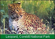 Leopard, Corbett National Park