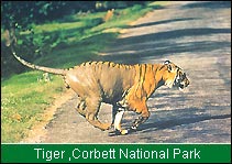 Tiger, Corbett National Park