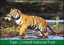 Tiger, Corbett National Park