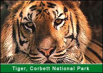 Tiger - Corbett National Park, Corbett Travel Agents