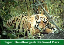 Tiger, Bandhavgarh National Park